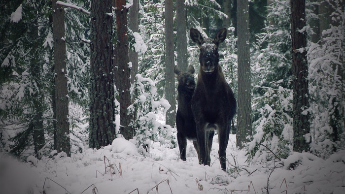 Webb Tv Jaktkunskap Om älg Och älgjakt Svensk Jakt 